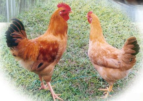 殼寡糖在畜禽飼料添加劑中的應用