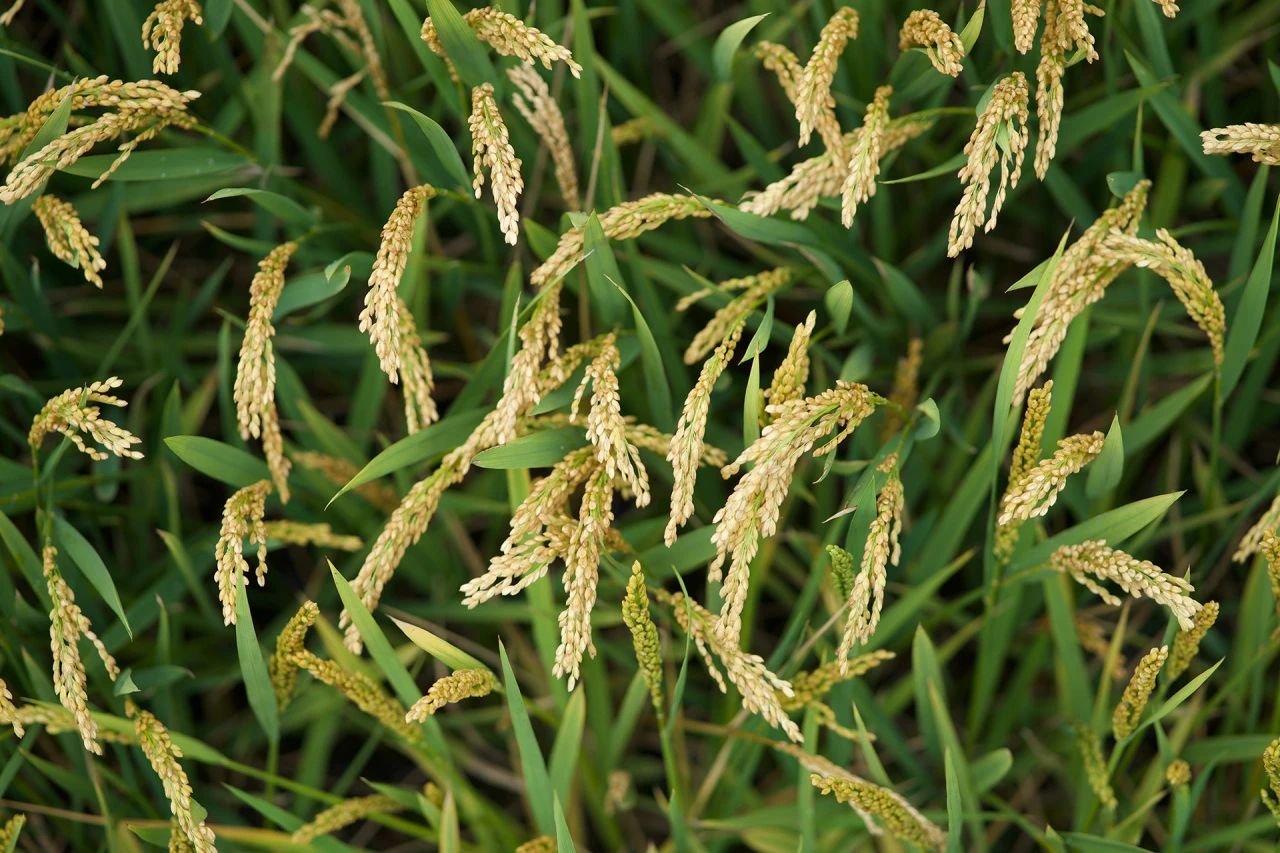 殼寡糖在我國農(nóng)業(yè)上的應(yīng)用